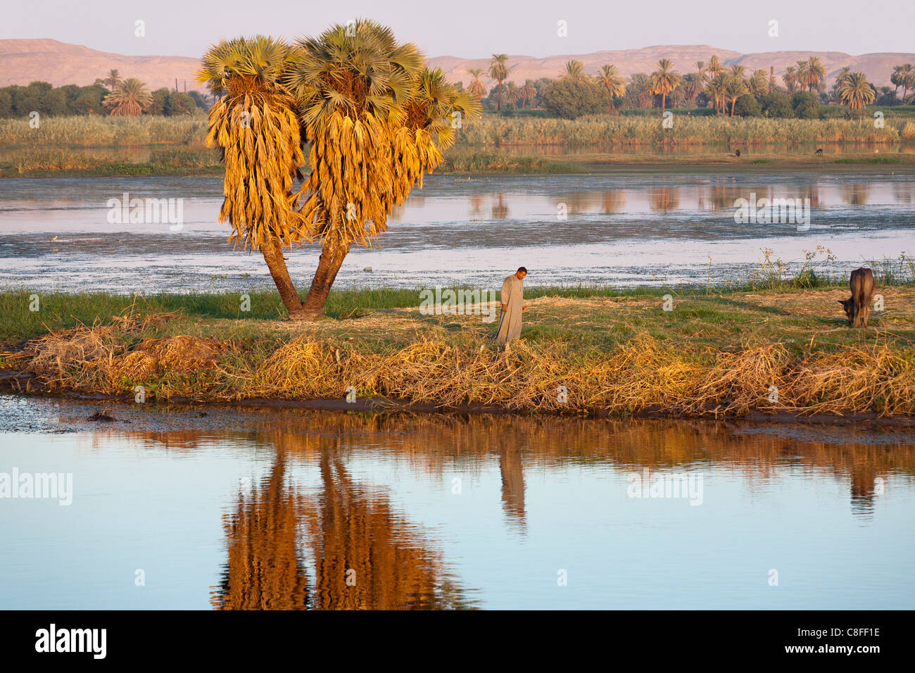 Une section de Nil banque avec les petits États insulaires et homme solitaire, Palm et vache toutes reflétées dans le miroir comme l'eau, l'Égypte Banque D'Images