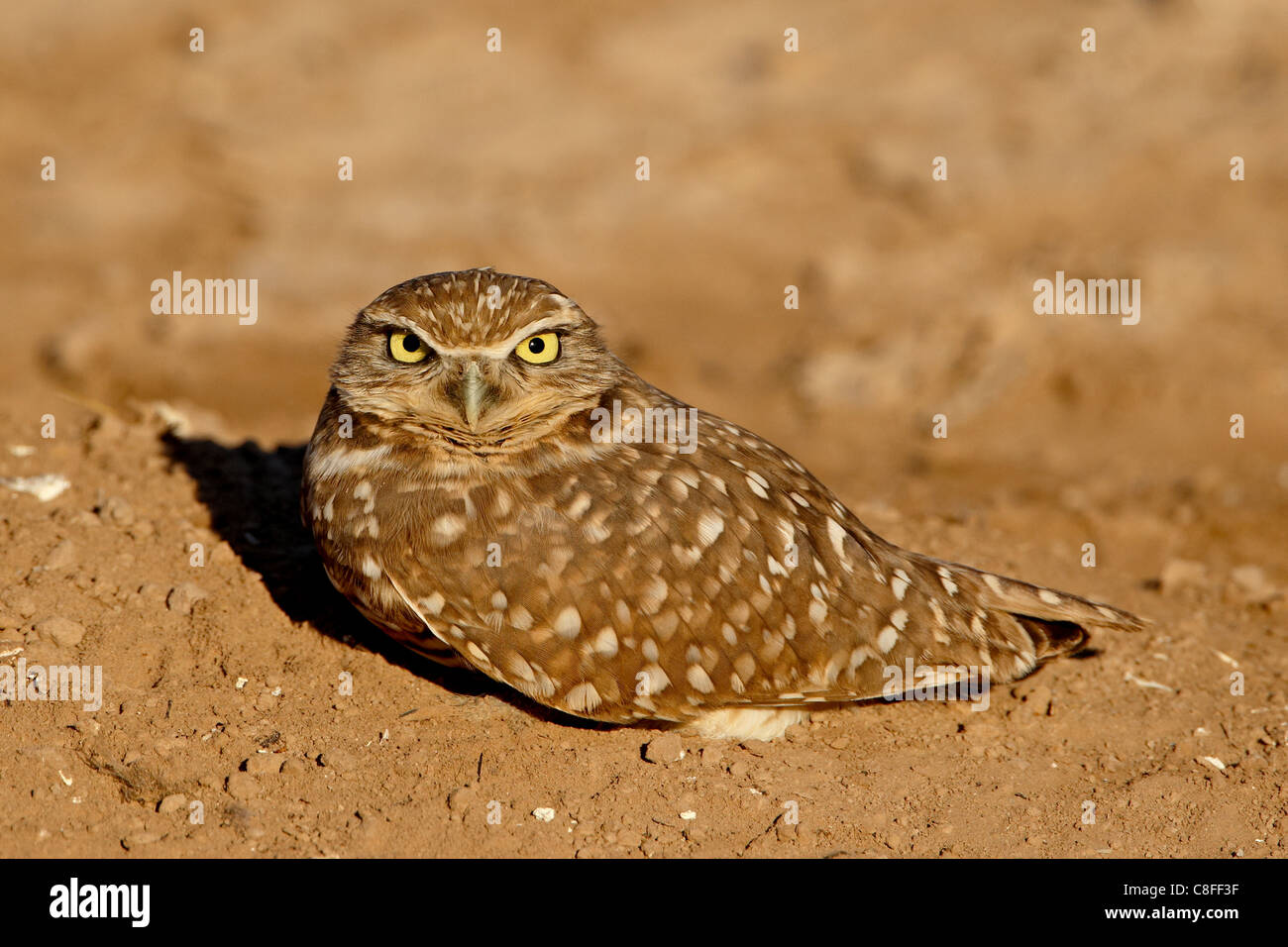 Chevêche des terriers (Athene cunicularia, Salton Sea, Californie, États-Unis d'Amérique Banque D'Images