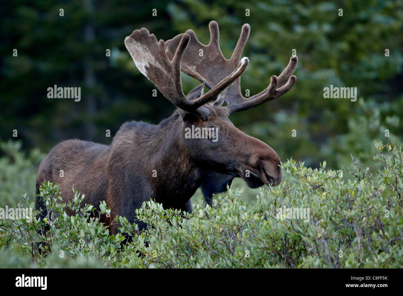 Orignal (Alces alces) en velours, Roosevelt National Forest, Colorado, États-Unis d'Amérique Banque D'Images