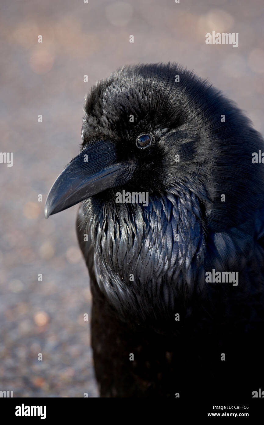 Grand Corbeau (Corvus corax), Bryce Canyon National Park, Utah, United States of America Banque D'Images