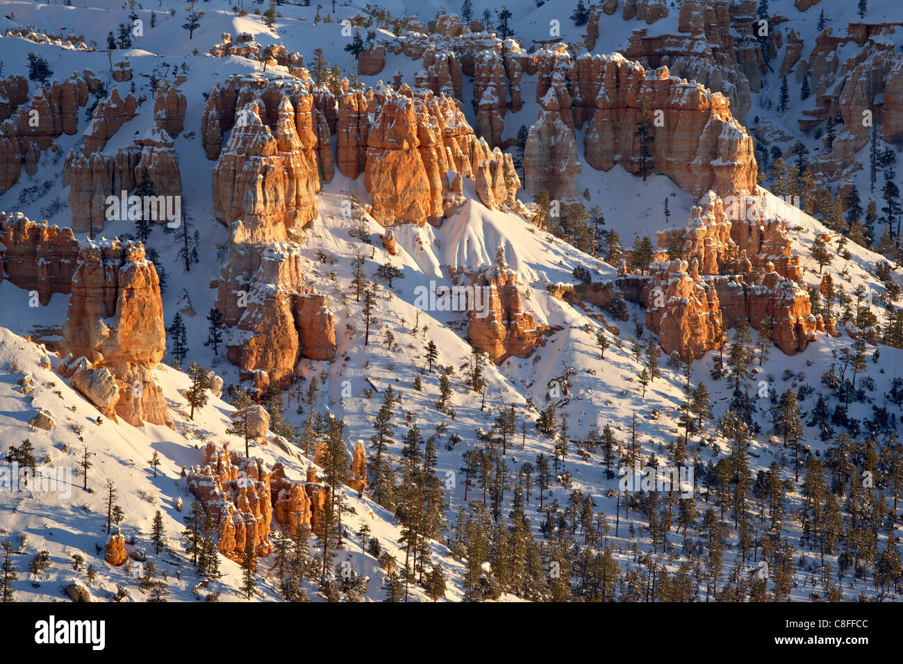 Les cheminées de neige fraîche, Bryce Canyon National Park, Utah, United States of America Banque D'Images