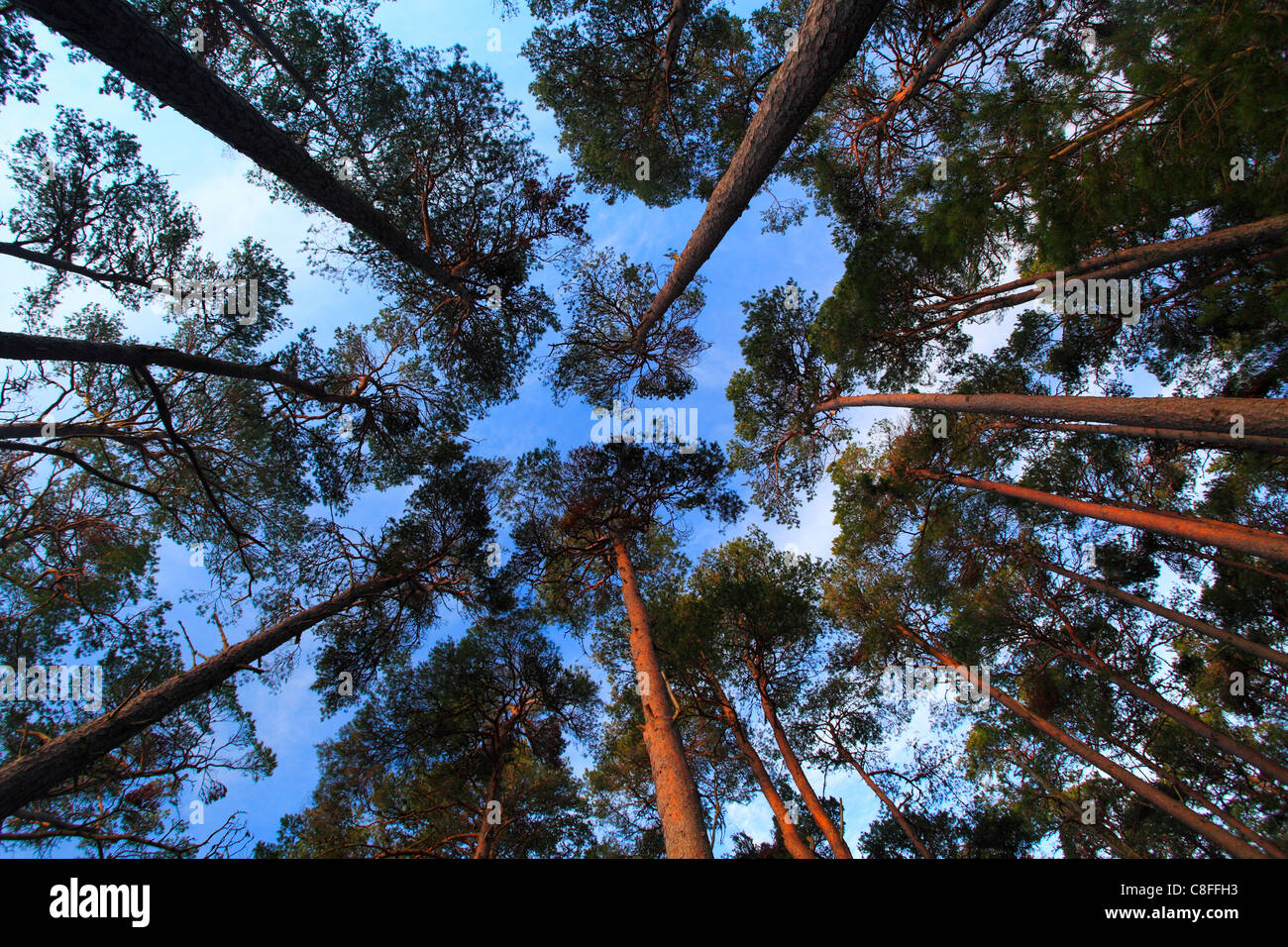 Arbre, tronc, trunks, arbres, grenouille, Cairngorms vue, sky, pin, pins, pin, motif, National Park, parc, perspective Banque D'Images