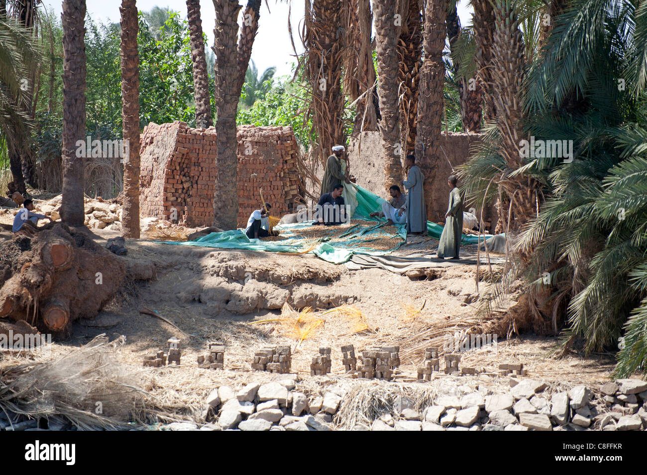 Un groupe d'hommes, la collecte et le séchage dates à un palmiers dans un magasin d'usine de brique de boue, l'Égypte, l'Afrique Banque D'Images
