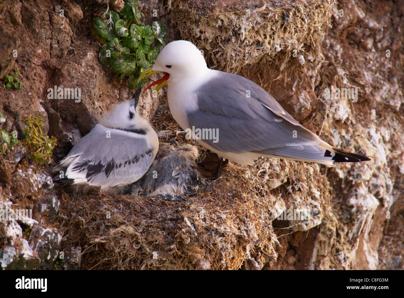 Mouette tridactyle (Rissa tridactyla) sur les petites falaises près de Bakkagerdi (Borgafjordur Eystri, Fjords de l'Est (Austurland, Islande Banque D'Images