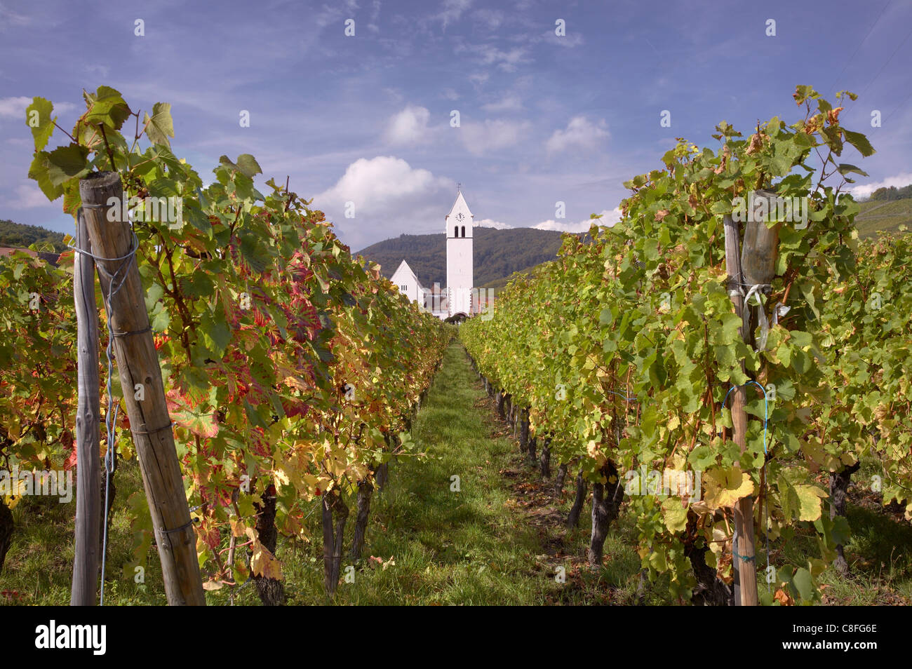 Zimmerbach église blanche des vignobles, Katzenthal, village de la Route des Vins d'Alsace, Haut Rhin, Alsace, France Banque D'Images