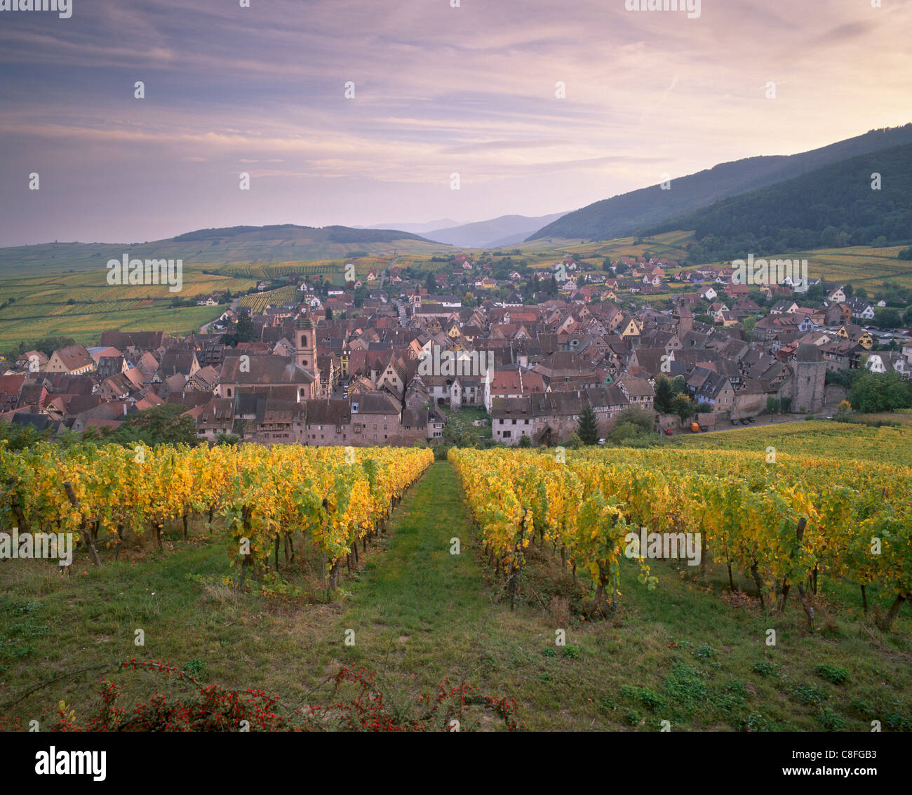 Riquewihr, village médiéval emblématique de la Route des vins, des vignobles, Haut Rhin, Alsace, France Banque D'Images