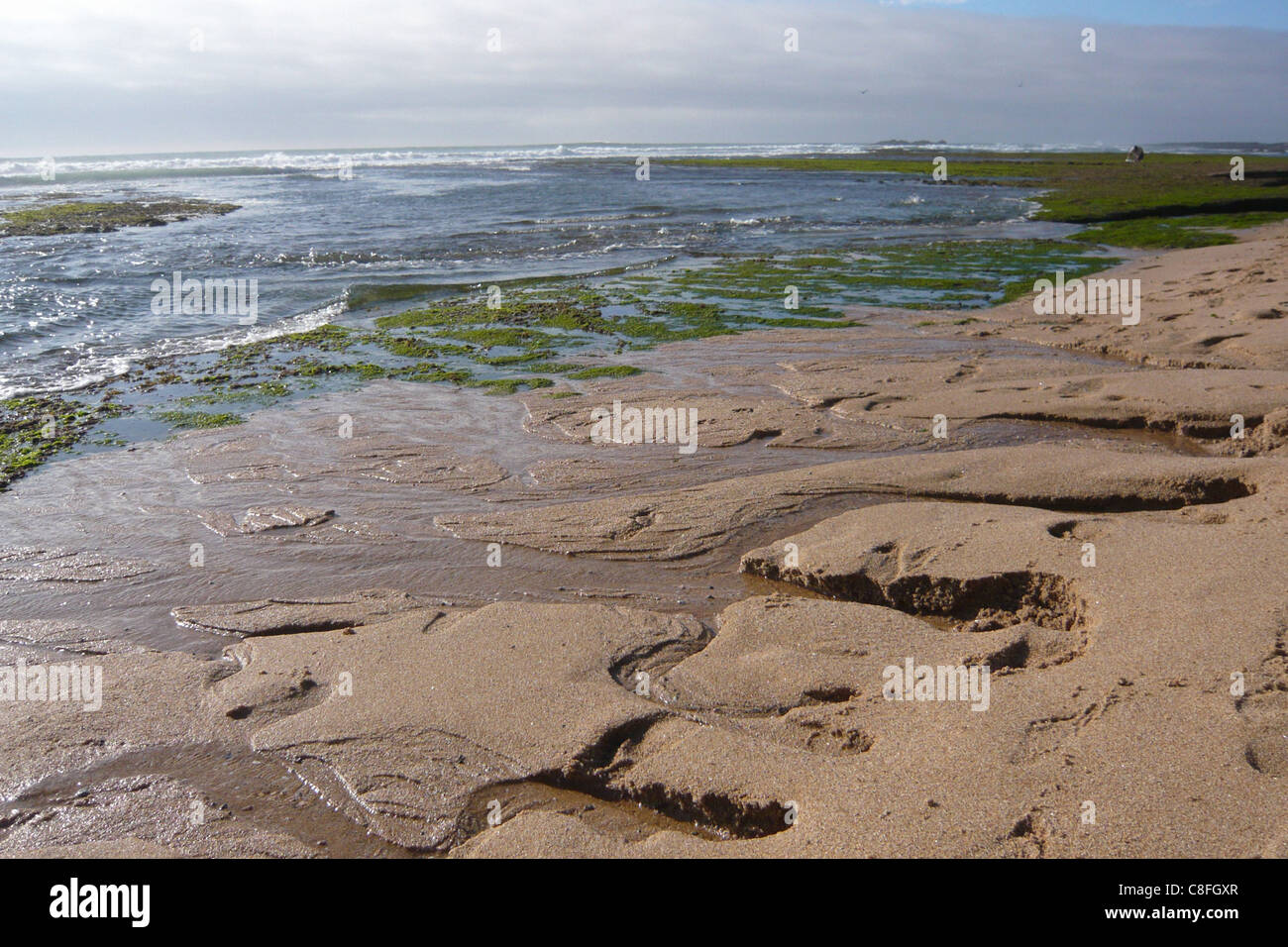 Le Portugal, l'Europe, bas, bas, de la marée, de l'Atlantique, de paysages, de mousse, vert, plage, mer, mer, des pierres Banque D'Images