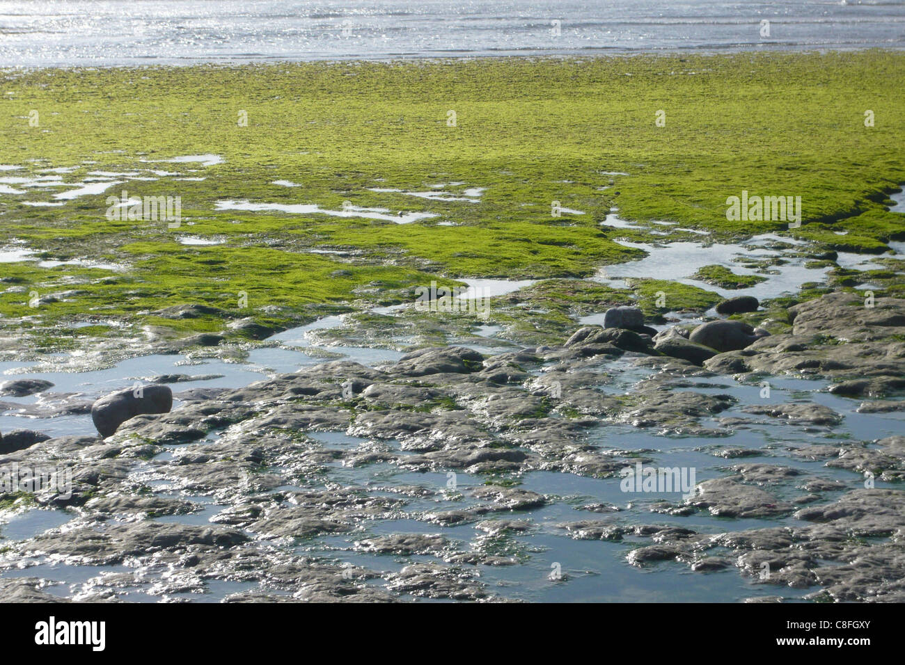 Le Portugal, l'Europe, bas, bas, de la marée, de l'Atlantique, de paysages, de mousse, vert, plage, mer, mer, des pierres Banque D'Images