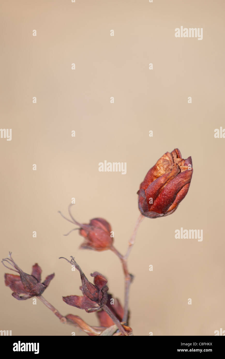 Macro fleurs sèches Banque D'Images