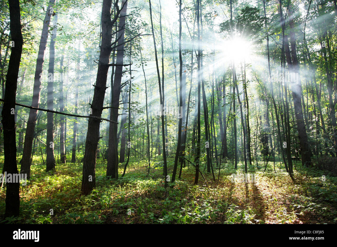 Rayons de soleil à travers les arbres dans la forêt. Banque D'Images