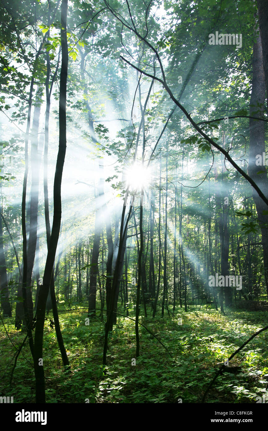 Rayons de soleil à travers les arbres dans la forêt. Banque D'Images