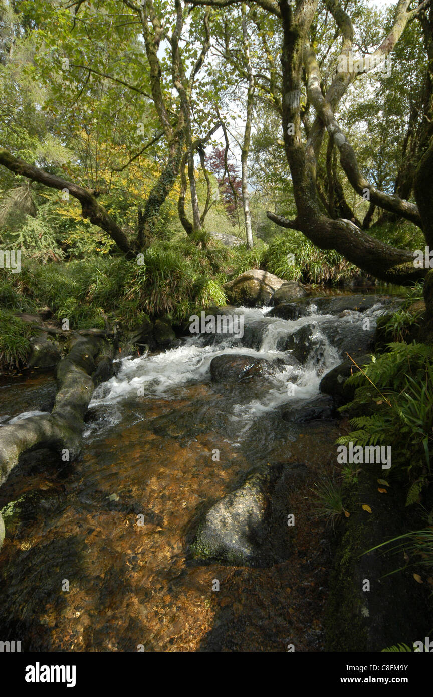 L'ouest de la rivière Dart, Dartmoor, Devon Banque D'Images