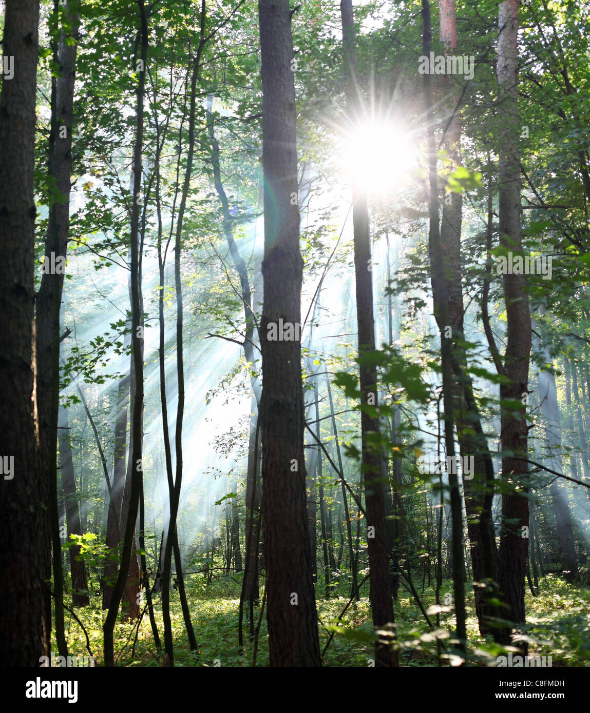 Rayons de soleil à travers les arbres dans la forêt. Banque D'Images