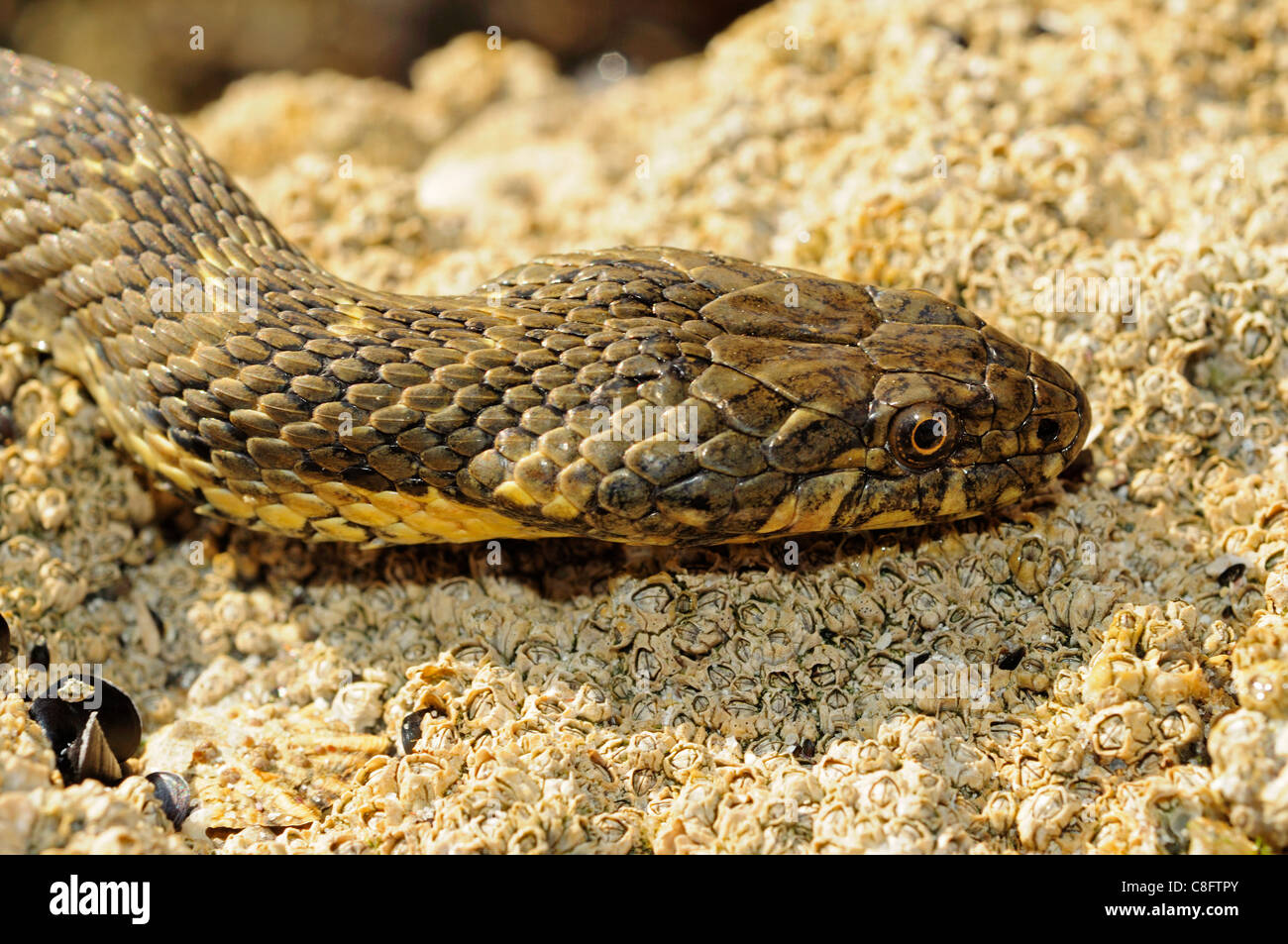 Viperine Natrix maura (serpent d'eau) dans les zones côtières. Banque D'Images