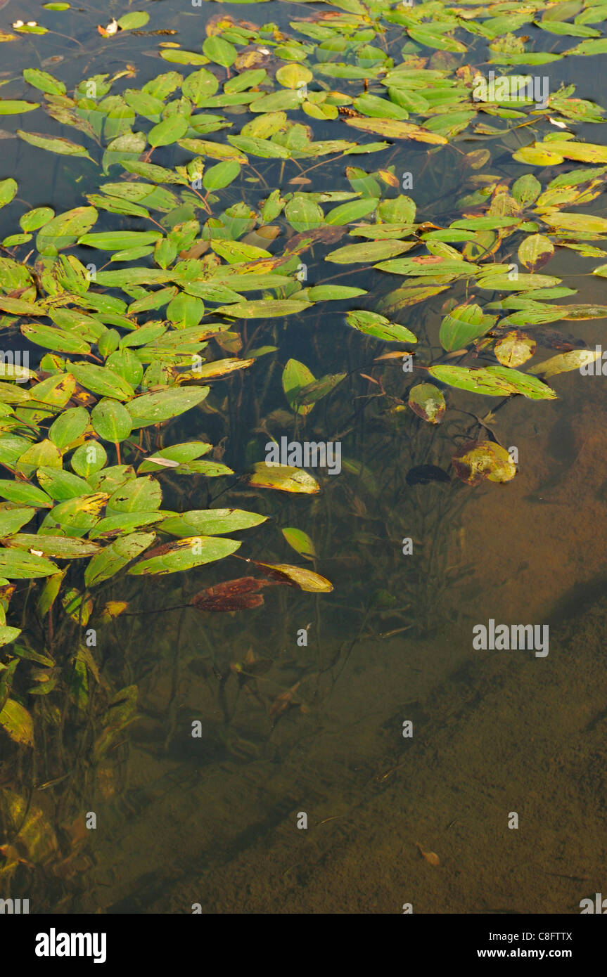 Bog potamot (Potamogeton polygonifolius) Banque D'Images