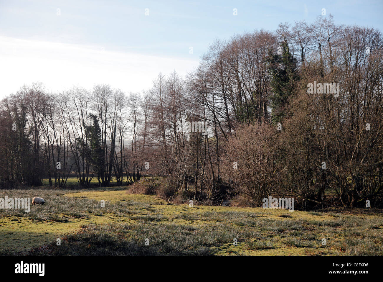 Alnus glutinosa aulne européen commun en hiver Banque D'Images