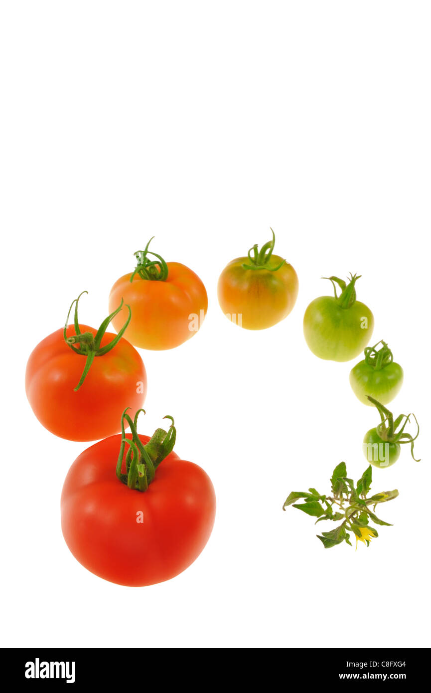Évolution de la tomate rouge isolé sur fond blanc Banque D'Images