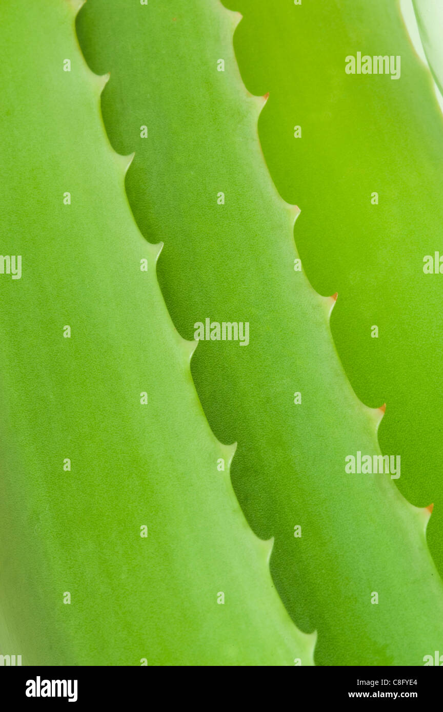 Les feuilles d'Aloe Vera enrichi Banque D'Images