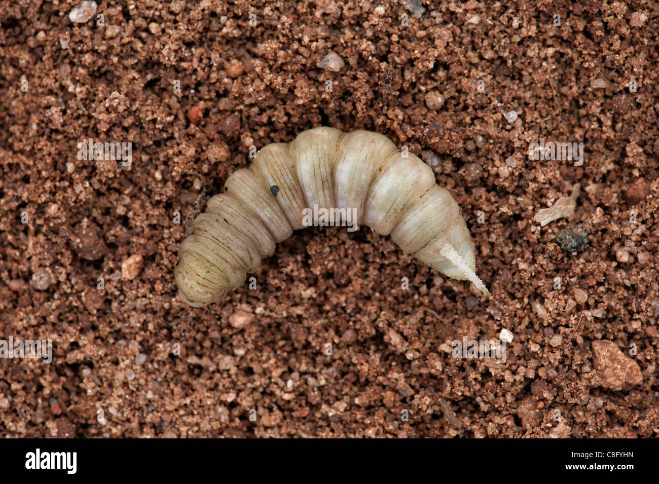 Hawk moth chenille se transformer en pupe. L'Inde Banque D'Images