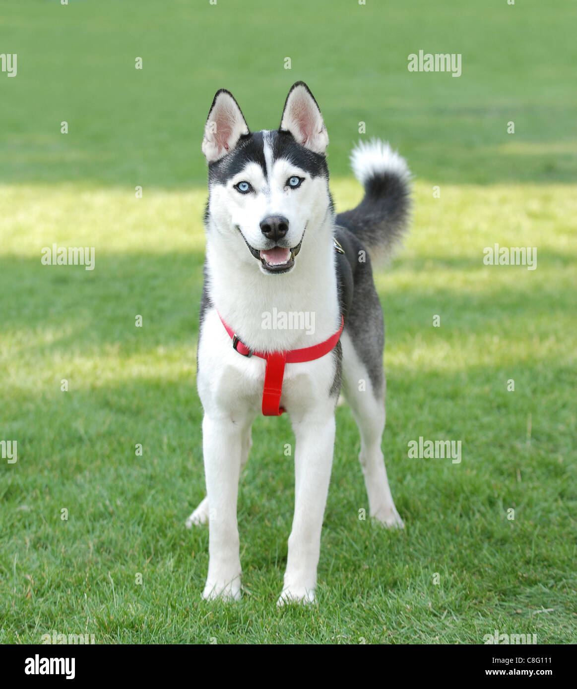 Portrait de chien husky de Sibérie dans jardin Banque D'Images