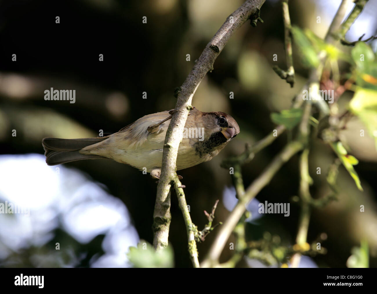 (Fringilla coelebs Chaffinch femelle) sur la branche d'une aubépine dans un jardin anglais Banque D'Images