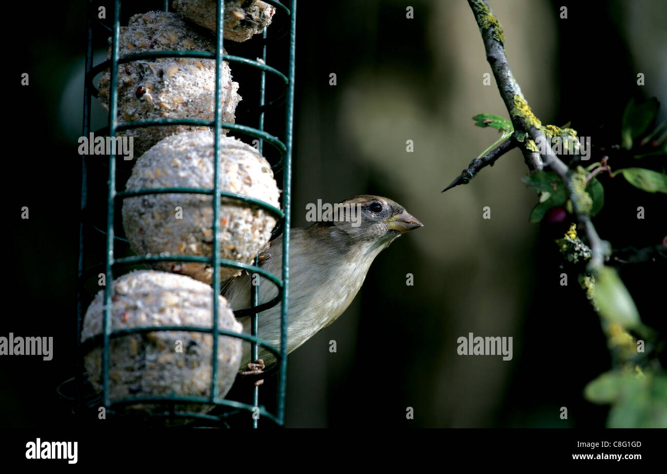 (Fringilla coelebs Chaffinch femelle) se nourrissent d'une graisse de billes chargeur d'dans un jardin anglais, avec une branche d'aubépine à l'arrière-plan Banque D'Images