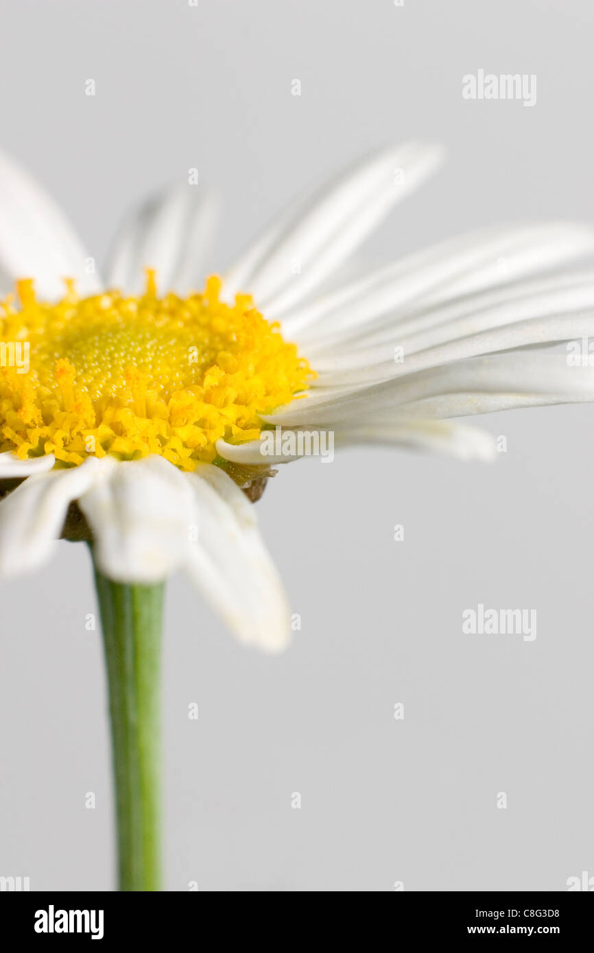 Marguerite blanche avec queue Gros plan sur fond blanc Banque D'Images