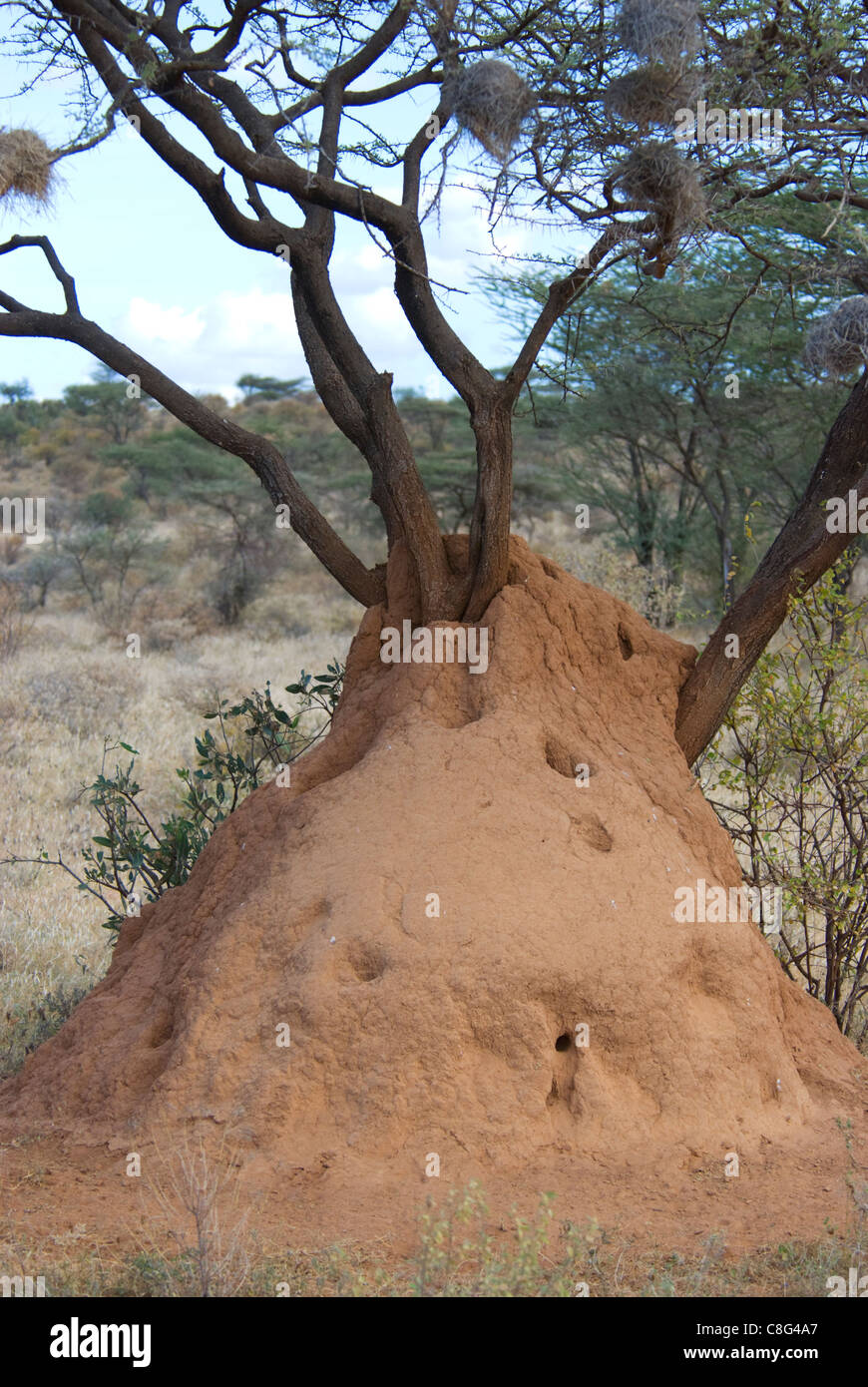 Termitière autour de tree Banque D'Images