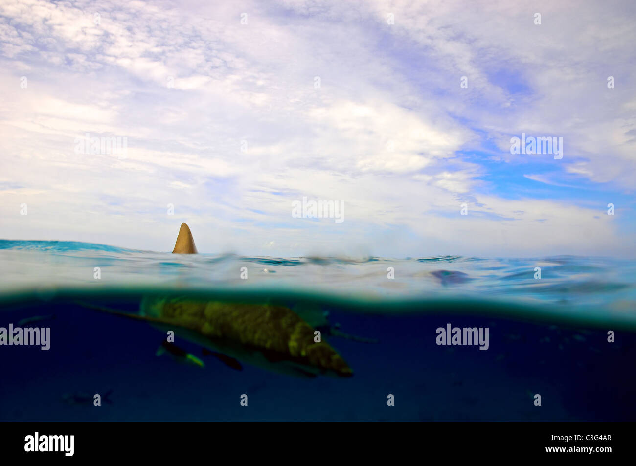 Le requin dans la première nageoire dorsale du Bahama blue waters. Banque D'Images