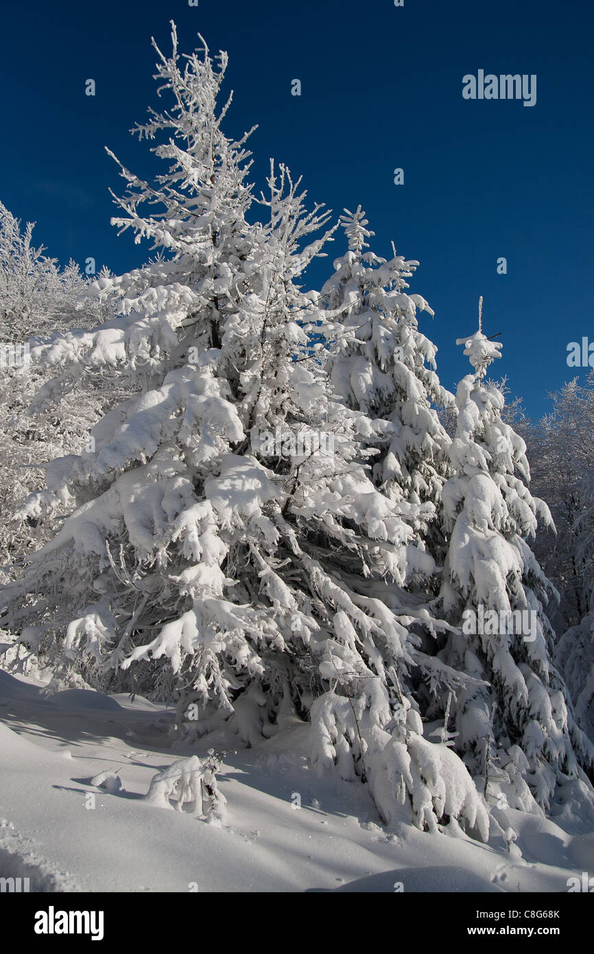 Paysage d'hiver dans les montagnes polonaises Bieszczady. Banque D'Images