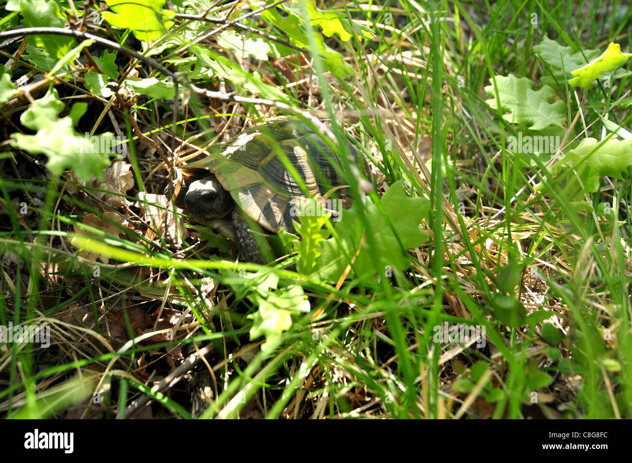 Tortue Banque D'Images