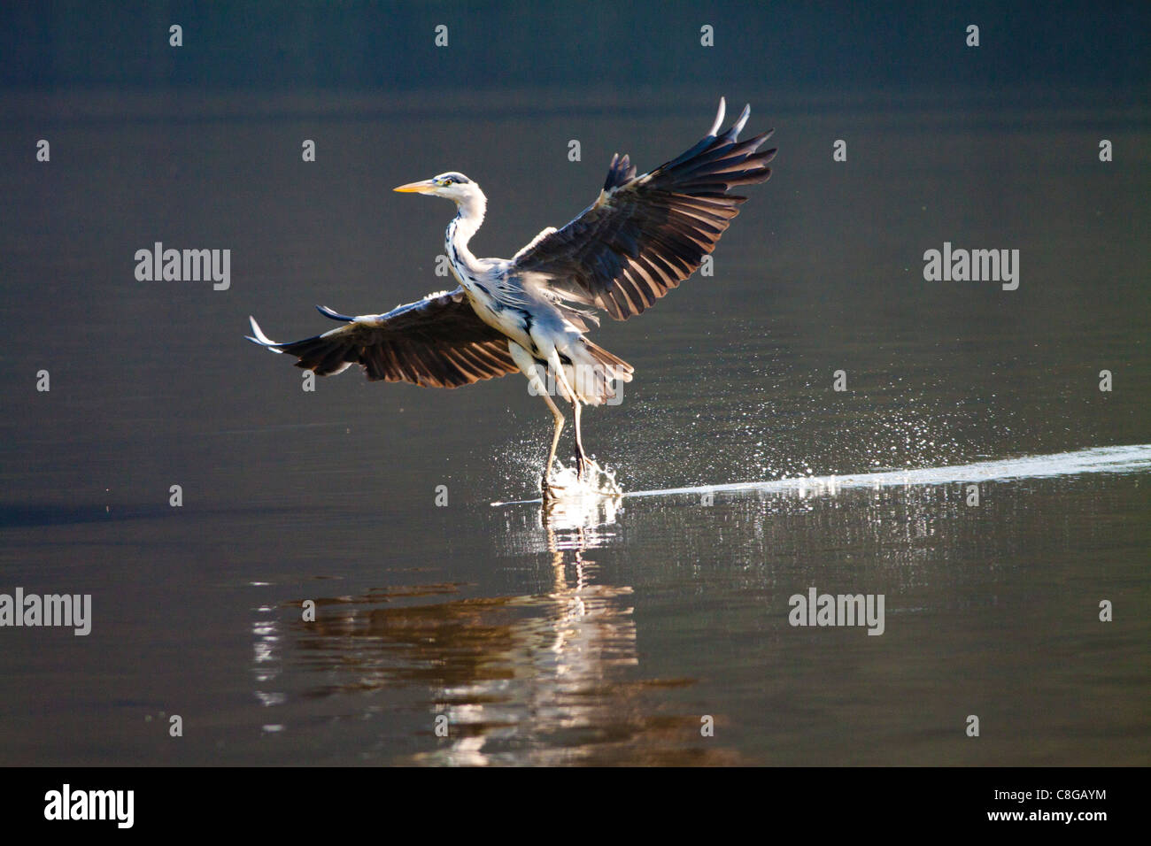 Un héron cendré entrée en terre sur un lac peu profond Banque D'Images