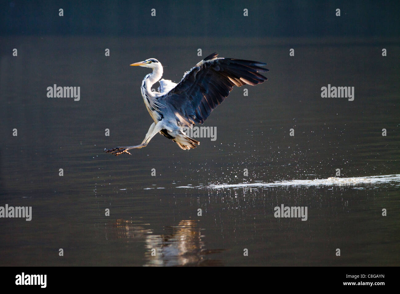 Un héron cendré entrée en terre sur un lac peu profond Banque D'Images