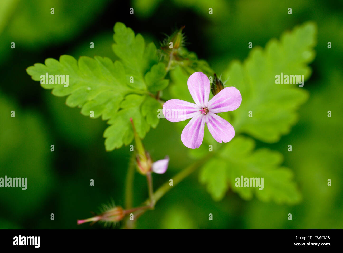 Géraniums robertianum, Herb Robert, Pays de Galles, Royaume-Uni. Banque D'Images