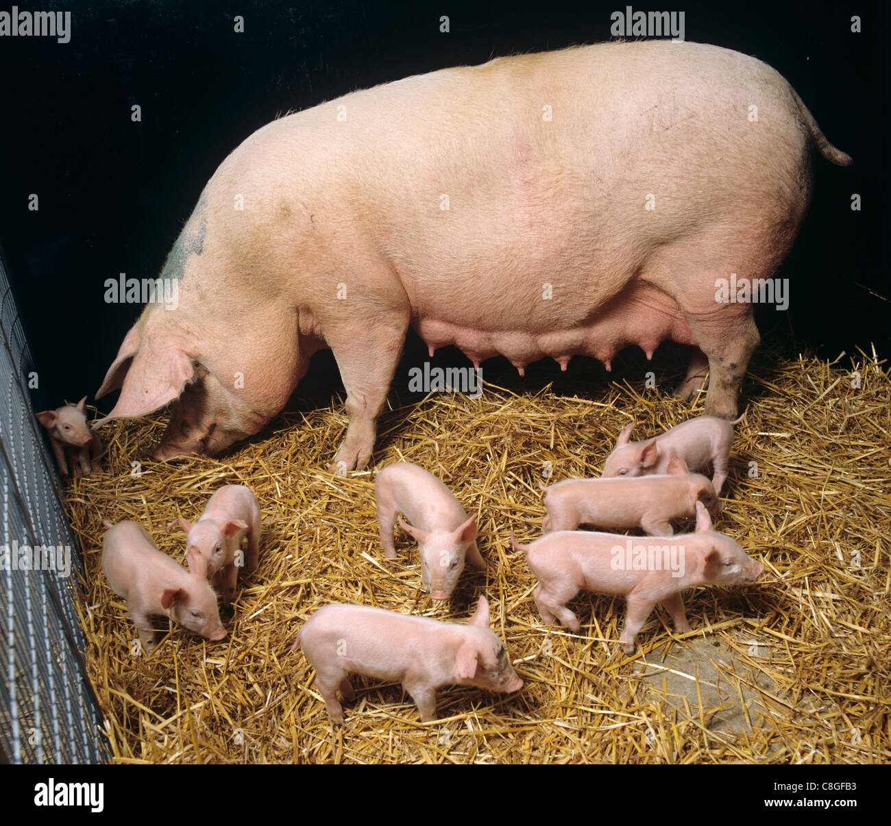 Les porcs large white sow avec 4 jour vie debout Banque D'Images