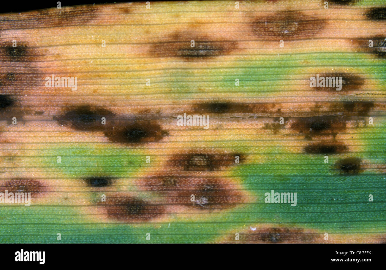 Mastigosporium rubricosum Mastigosporium fleck (feuilles) sur le dactyle (Dactylis glomerata) laisse Banque D'Images
