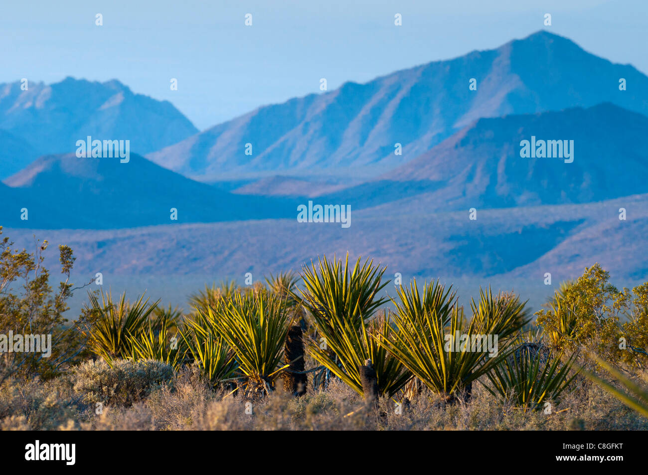 Mojave National Preserve, Californie, États-Unis d'Amérique Banque D'Images