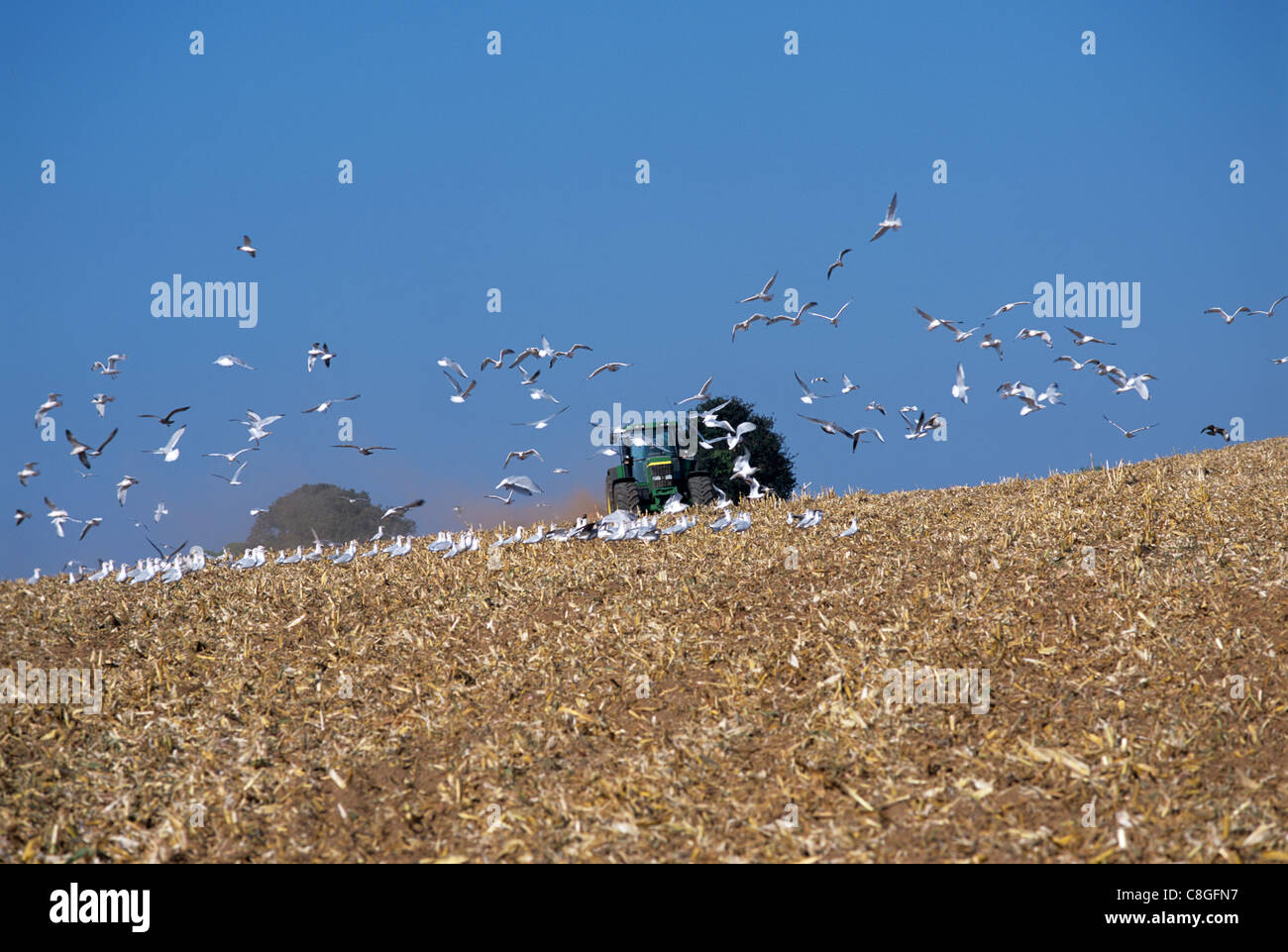 Disque maïs John Deere hersage de chaume avec les mouettes Banque D'Images