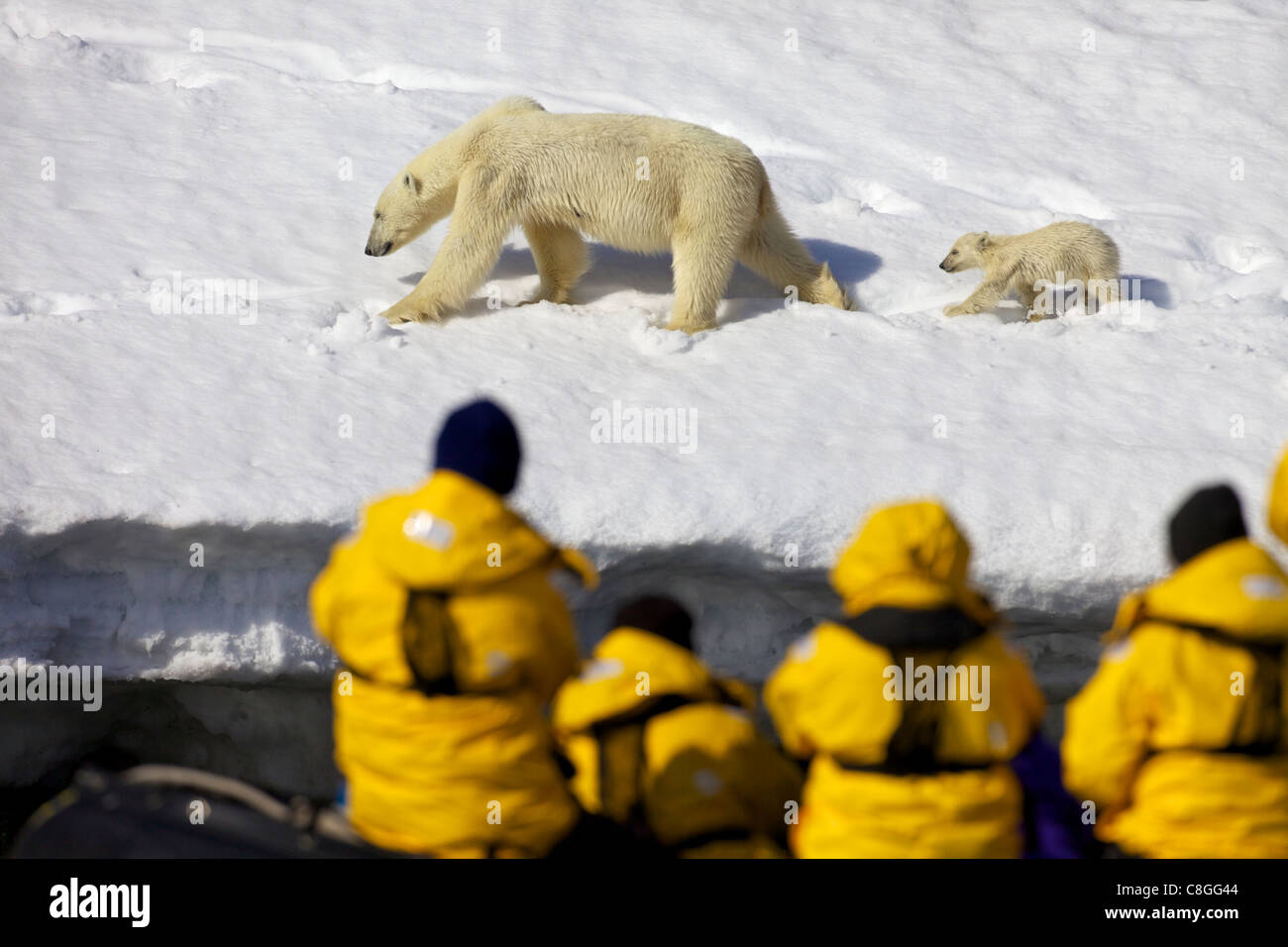 Les touristes à regarder gonflables Zodiac et mère de l'ours polaire à l'âge de six mois, CUB, Holmiabukta, Spitzberg, Svalbard, Norvège Banque D'Images