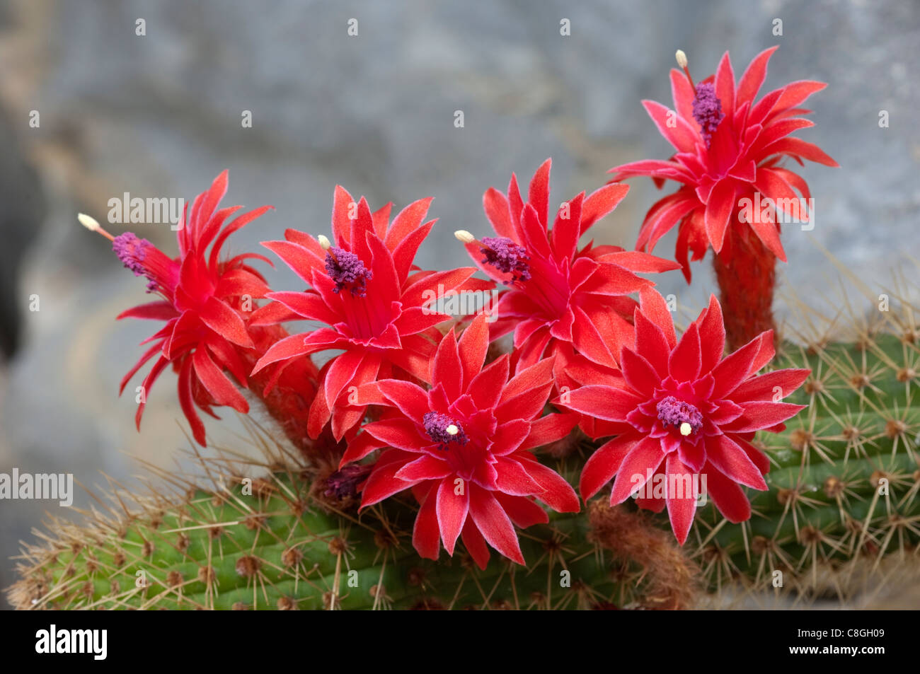 Cleistocactus samaipatanus (Cactus), la floraison. Banque D'Images