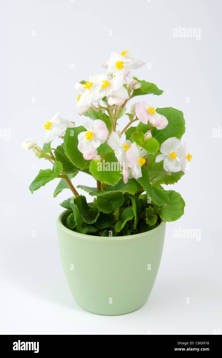Wax Begonia, wax-feuille bégonia (Begonia x semperfloren-cultorum), plante en pot à fleurs blanches Banque D'Images