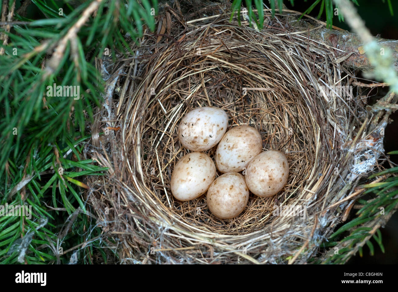 Blackcap (Sylvia atricapilla), l'embrayage. Banque D'Images
