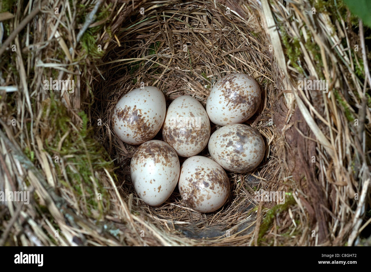 Pie-grièche écorcheur (Lanius collurio), nid avec des oeufs. Banque D'Images