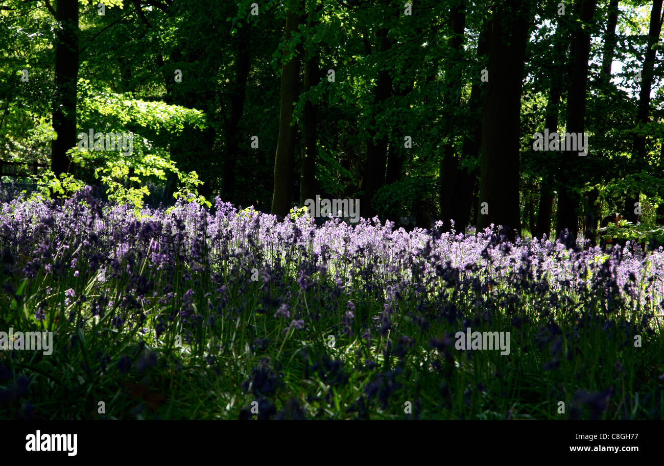 Coton Manor Gardens bluebells Banque D'Images