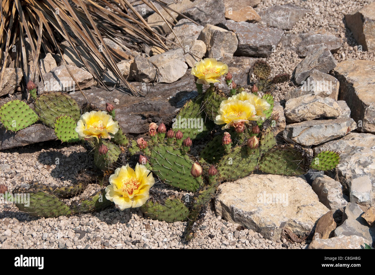 Panhandle Prickly Paer, Cactus (Opuntia polyacantha Pricklypear Des Plaines), plante à fleurs. Banque D'Images