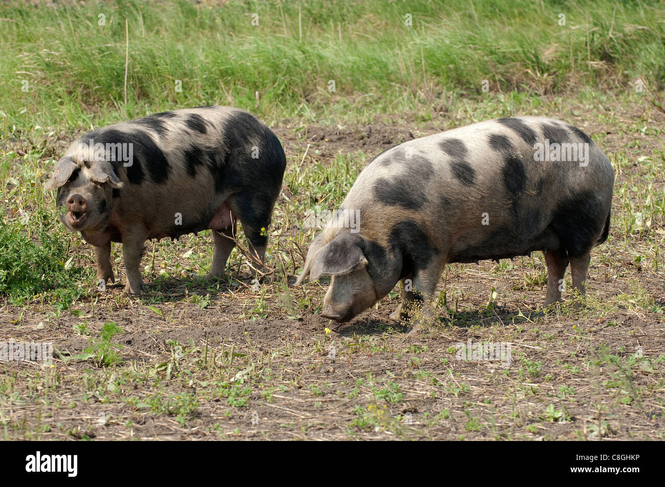Porc domestique, Turopolje Porc (Sus scrofa domestica). Deux truies sur un pré. Race rare de la Croatie. Banque D'Images