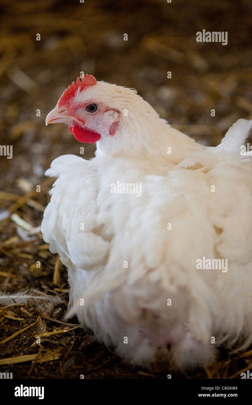 Poulet sain close up sur la liberté de l'alimentation de poulets certifiés. Le Somerset. United Kingdom. Banque D'Images