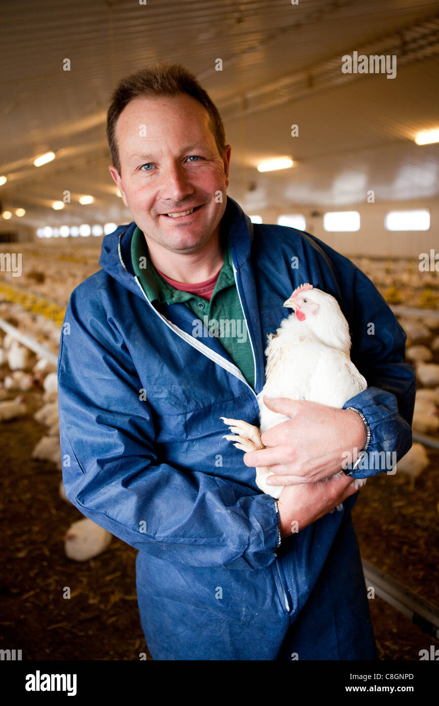 L'inspection d'un agriculteur de poulet poulet sur une ferme de poulet certifié Freedom Food. Le Somerset. United Kingdom. Banque D'Images