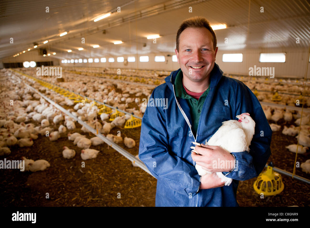 L'inspection d'un agriculteur de poulet poulet sur une ferme de poulet certifié Freedom Food. Le Somerset. United Kingdom. Banque D'Images