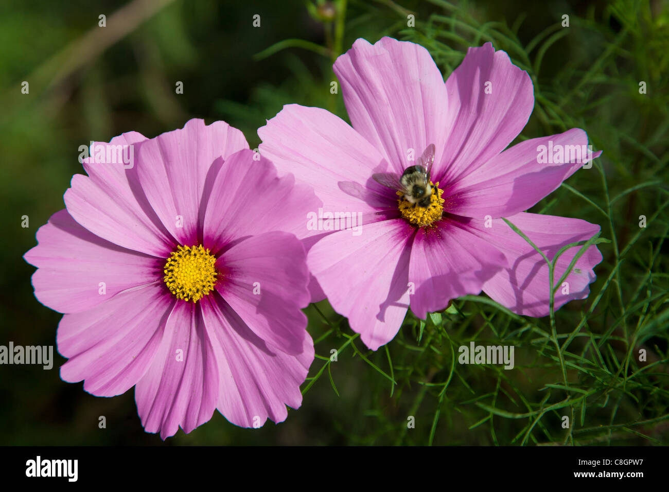 La collecte du pollen d'abeilles de Cosmos, le jardin des fleurs encore en fleurs à la fin d'octobre Banque D'Images